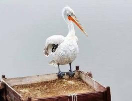 Красная книга Чувашии: потерян пеликан, змееяд могильник - под угрозой