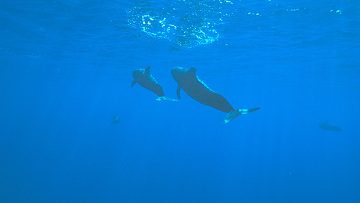 Китовое радио в интернете поможет расшифровать речь китов