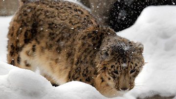 WWF предложит российским бизнесменам усыновить снежного барса