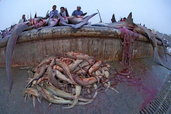 Пятиметровую самку акулы и ее 45 акулят нашли убитыми на рыбном рынке Дейры в Дубаи