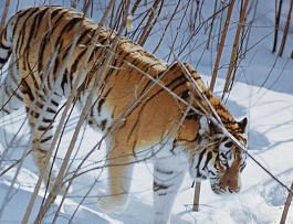Реабилитационный центр для амурских тигров начали строить в Приморье