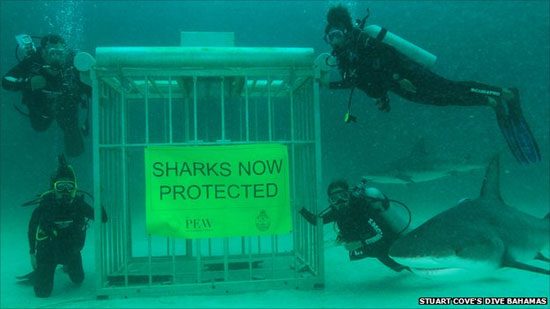 Крупнейший заповедник для акул появился в Тихом океане