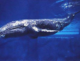 Строительство нефтяной платформы у берегов Сахалина угрожает китам