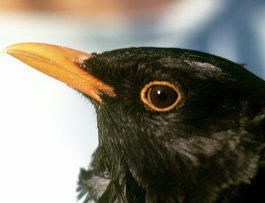 Эксперт не считает экстраординарными последние случаи гибели птиц