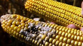 ГМО : Рискованные выгоды или выгодные риски?