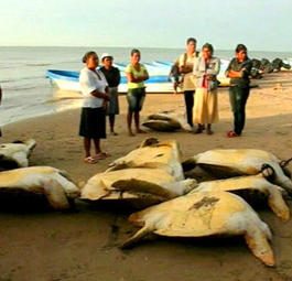 Редких морских черепах десятками незаконно вылавливают в Никарагуа