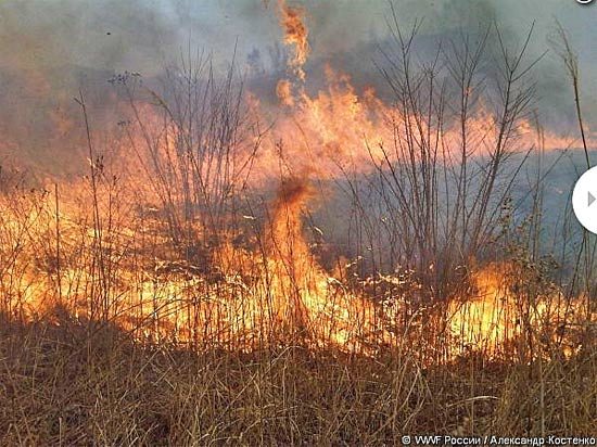 Пожары на Земле Леопарда: одни безнаказанно поджигают, другие героически тушат