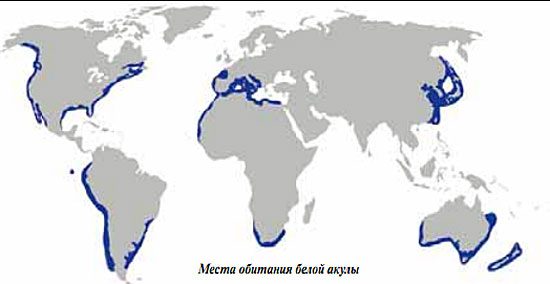 Белые акулы Средиземного моря