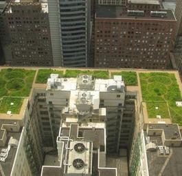 Зеленые крыши городов спасут климат