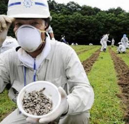 Миллионы подсолнухов впитывают ядерную радиацию в Фукусиме
