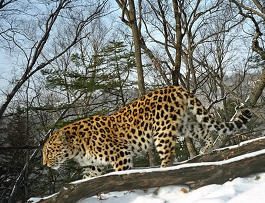 В Приморье начали подготовку к подсчету дальневосточных леопардов