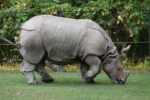 Во Вьетнаме полностью уничтожен яванский носорог