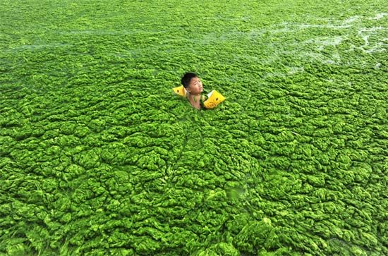 Массивное нашествие зеленых водорослей в Желтом море!