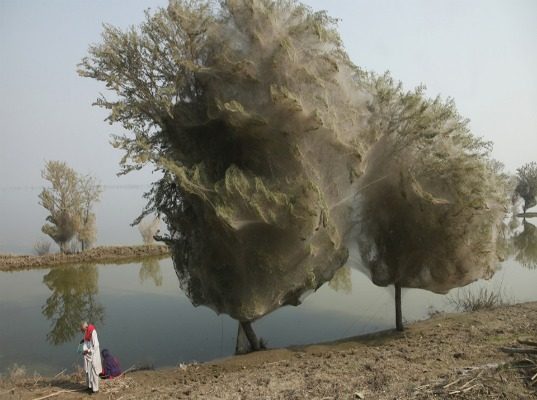 Тысячи опутанных паучьими сетями деревьев в Пакистане предотвращают заболевание малярией