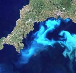 Мировой океан заполонили вредные цианобактерии и фитопланктон. Данные спутника Blue Water