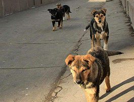Приют для собак построят на севере Москвы к осени 2011 года