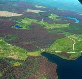 Канадский опыт организации лесных концессий
