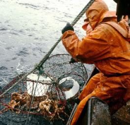 Пограничники Сахалина выпустили в море более 36 тонн краба