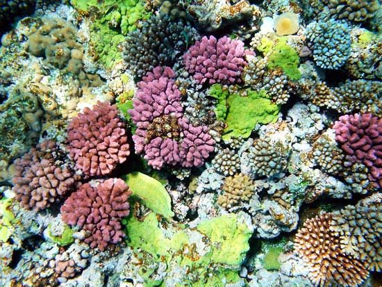 Из-за глобального потепления кораллы уходят к полюсам или вымирают