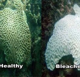 Из-за глобального потепления кораллы уходят к полюсам или вымирают