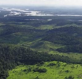 10 ключевых фактов о мировых лесах