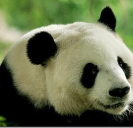 Найдена взаимосвязь между потоком генов и особенностями пейзажа ареала обитания гигантских панд