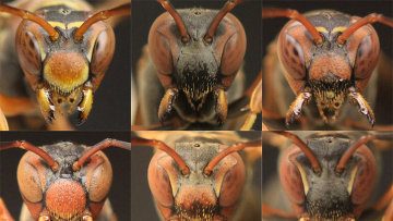 Общественные осы узнают собратьев по лицам, выяснили ученые