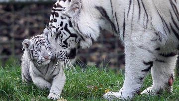 Редкие и красивые: белые тигрята и их мама