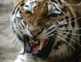 Специалисты установили в Приморье фотоловушки для тигра Владимира