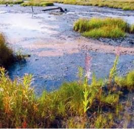 Санитары почвы: Загрязненную нефтепродуктами почву можно очистить с помощью специально подготовленных микробов