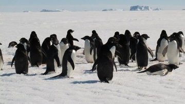 Пингвины считают взмахи крыльев во время ныряния, обнаружили ученые