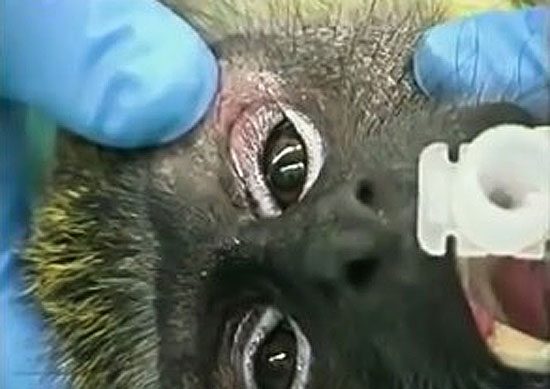 Военные медики США не будут тренироваться на обезьянах