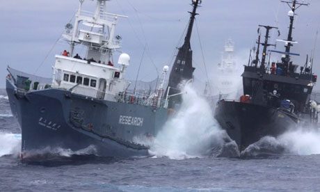 Японцы готовятся защищать китобойный флот от Sea Sheperds