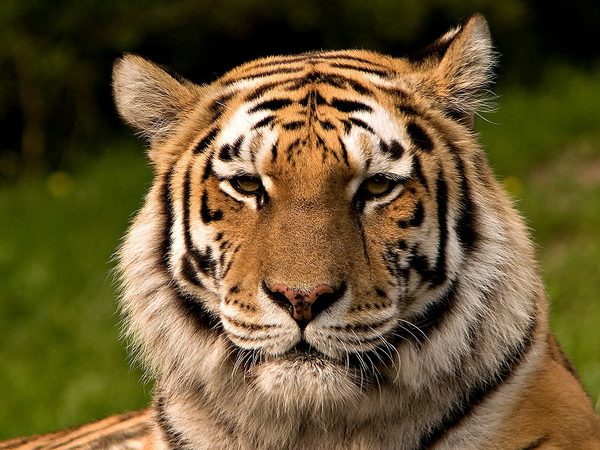Топ 10 исчезающих видов в ближайшие годы по мнению WWF