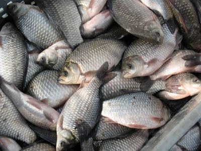 Штрафы за незаконно пойманную рыбу увеличили в 100 раз