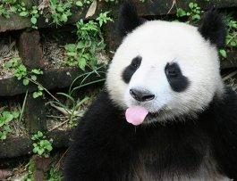 Япония заплатит Китаю полмиллиона долларов за смерть панды