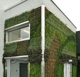 Действительно ли живые зеленые стены очищают воздух?