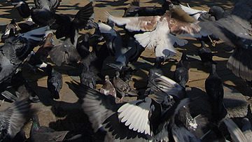 Вспышка орнитоза у голубей выявлена в Омской области
