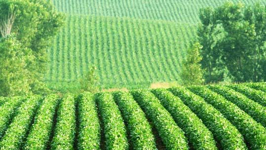 Аргументы против ГМО (и промышленного сельского хозяйства)