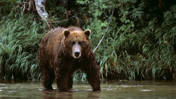 Забайкальский нацпарк переселит агрессивных медведей