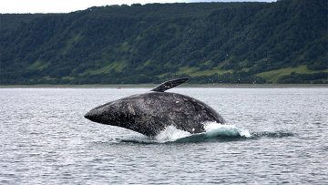 Помеченные осенью у Сахалина серые киты доплыли до Камчатки