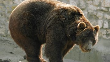 Теплая погода не дает впасть в спячку медведям в московском зоопарке