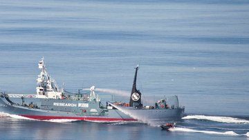 Японские китобои подали в суд на экологов, которые мешают их работе