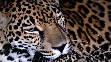 WWF: ягуар, гарпия и анаконда могут стать жертвами бразильского закона