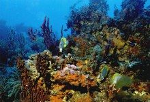 Кораллы обесцвечиваются из-за утраты взаимопонимания