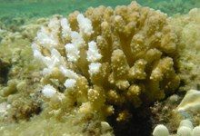 Кораллы обесцвечиваются из-за утраты взаимопонимания
