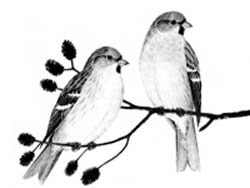 Птицы зимнего леса