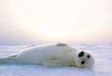 Скоро самкам гренландского тюленя будет негде рожать