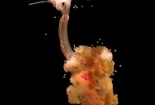 Ученым удалось обнаружить следы червей-зомби