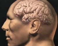 О работе мозга в общем виде - анализ и гипотезы